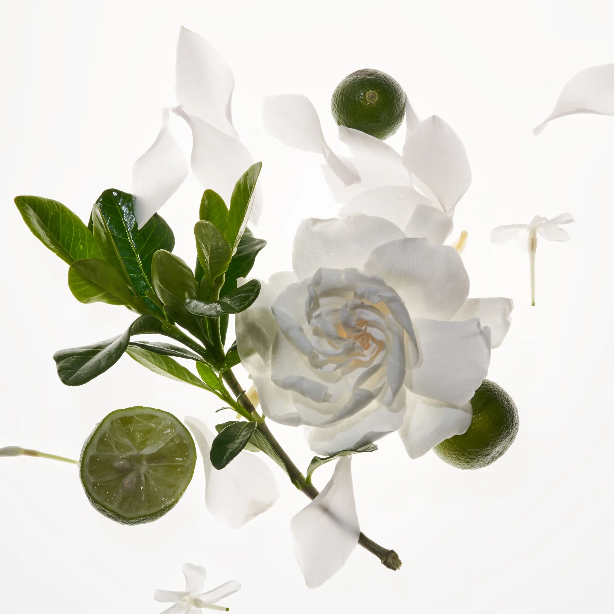 LOST CAUSE HAND CREAM